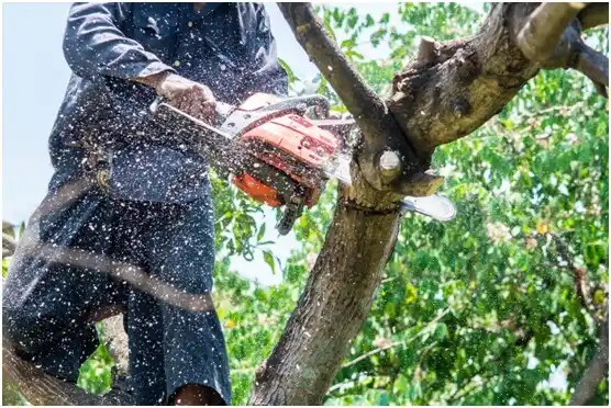 tree services Paddock Lake